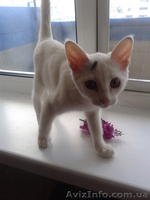 Котенок ищет самых лучших хозяев! Бесплатно. Метис Абиссинской кошки. Домашний. - <ro>Изображение</ro><ru>Изображение</ru> #4, <ru>Объявление</ru> #920416