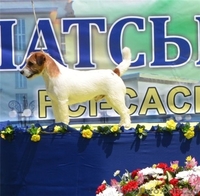 Джек рассел терьера отличные щенки - <ro>Изображение</ro><ru>Изображение</ru> #2, <ru>Объявление</ru> #351959