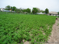 Срочно продам приватизированный участок земли под Киевом, купить землю в Киевско - <ro>Изображение</ro><ru>Изображение</ru> #1, <ru>Объявление</ru> #933872