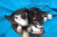 Фретка (домашний хорек), здоровые, приученные к рукам, с документами. - <ro>Изображение</ro><ru>Изображение</ru> #9, <ru>Объявление</ru> #924462