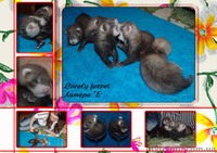 Фретка (домашний хорек), здоровые, приученные к рукам, с документами. - <ro>Изображение</ro><ru>Изображение</ru> #1, <ru>Объявление</ru> #924462