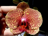 Орхидеи разных видов - <ro>Изображение</ro><ru>Изображение</ru> #1, <ru>Объявление</ru> #936713