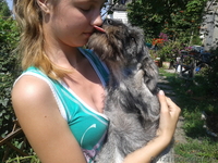  Щенки миттельшнауцера-племенное разведение - <ro>Изображение</ro><ru>Изображение</ru> #3, <ru>Объявление</ru> #862324