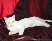 Кошка Ромашка ищет дом! - <ro>Изображение</ro><ru>Изображение</ru> #4, <ru>Объявление</ru> #925586