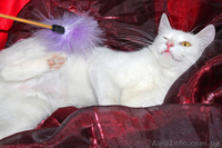 Кошка Ромашка ищет дом! - <ro>Изображение</ro><ru>Изображение</ru> #1, <ru>Объявление</ru> #925586