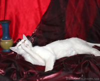 Кошка Ромашка ищет дом! - <ro>Изображение</ro><ru>Изображение</ru> #6, <ru>Объявление</ru> #925586