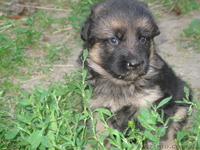 Прекрасные породистые щеночки немецкой овчарки!!! - <ro>Изображение</ro><ru>Изображение</ru> #2, <ru>Объявление</ru> #933115