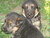 Прекрасные породистые щеночки немецкой овчарки!!! - <ro>Изображение</ro><ru>Изображение</ru> #5, <ru>Объявление</ru> #933115