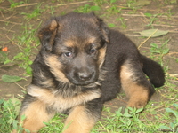 Прекрасные породистые щеночки немецкой овчарки!!! - <ro>Изображение</ro><ru>Изображение</ru> #6, <ru>Объявление</ru> #933115
