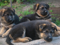 Прекрасные породистые щеночки немецкой овчарки!!! - <ro>Изображение</ro><ru>Изображение</ru> #7, <ru>Объявление</ru> #933115