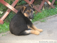 Прекрасные породистые щеночки немецкой овчарки!!! - <ro>Изображение</ro><ru>Изображение</ru> #8, <ru>Объявление</ru> #933115