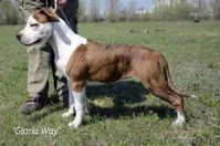 Щенки Девочки Стафики (FCI UKU)  - <ro>Изображение</ro><ru>Изображение</ru> #2, <ru>Объявление</ru> #798366