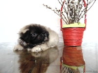 Пекинесы - щенки - <ro>Изображение</ro><ru>Изображение</ru> #1, <ru>Объявление</ru> #923284