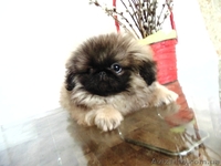 Пекинесы - щенки - <ro>Изображение</ro><ru>Изображение</ru> #2, <ru>Объявление</ru> #923284