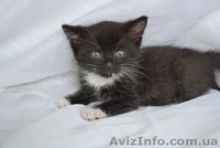 Очень симпатичные котята в хорошие руки - <ro>Изображение</ro><ru>Изображение</ru> #1, <ru>Объявление</ru> #936217