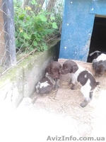 Продам щенят дратхаар - <ro>Изображение</ro><ru>Изображение</ru> #3, <ru>Объявление</ru> #931088