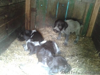 Продам щенят дратхаар - <ro>Изображение</ro><ru>Изображение</ru> #2, <ru>Объявление</ru> #931088