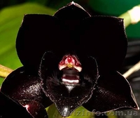 Орхидеи разных видов - <ro>Изображение</ro><ru>Изображение</ru> #5, <ru>Объявление</ru> #936713