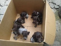 Продам щенят дратхаар - <ro>Изображение</ro><ru>Изображение</ru> #4, <ru>Объявление</ru> #931088