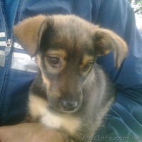 Чудесный щенок дворянских кровей ищет хозяина. - <ro>Изображение</ro><ru>Изображение</ru> #1, <ru>Объявление</ru> #923647