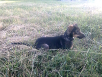 Чудесный щенок дворянских кровей ищет хозяина. - <ro>Изображение</ro><ru>Изображение</ru> #2, <ru>Объявление</ru> #923647