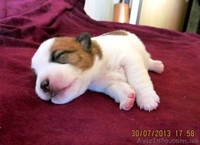 Джек рассел терьера отличные щенки - <ro>Изображение</ro><ru>Изображение</ru> #4, <ru>Объявление</ru> #351959