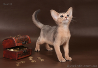 Абиссинский котенок(шоу-класс) - американский тип, питомник Sunrisе - <ro>Изображение</ro><ru>Изображение</ru> #4, <ru>Объявление</ru> #927091