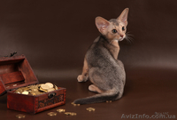 Абиссинский котенок(шоу-класс) - американский тип, питомник Sunrisе - <ro>Изображение</ro><ru>Изображение</ru> #7, <ru>Объявление</ru> #927091