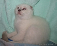 2 колорных мальика - <ro>Изображение</ro><ru>Изображение</ru> #3, <ru>Объявление</ru> #922224