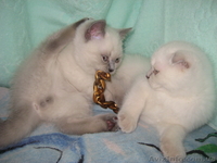 2 колорных мальика - <ro>Изображение</ro><ru>Изображение</ru> #1, <ru>Объявление</ru> #922224