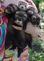 Фретка (домашний хорек), здоровые, приученные к рукам, с документами. - <ro>Изображение</ro><ru>Изображение</ru> #7, <ru>Объявление</ru> #924462