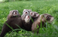 Фретка (домашний хорек), здоровые, приученные к рукам, с документами. - <ro>Изображение</ro><ru>Изображение</ru> #6, <ru>Объявление</ru> #924462