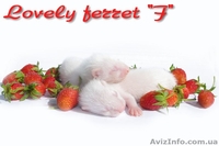 Фретка (домашний хорек), здоровые, приученные к рукам, с документами. - <ro>Изображение</ro><ru>Изображение</ru> #10, <ru>Объявление</ru> #924462