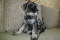  Щенки миттельшнауцера-племенное разведение - <ro>Изображение</ro><ru>Изображение</ru> #2, <ru>Объявление</ru> #862324