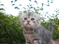 Продам вислоухих котят - <ro>Изображение</ro><ru>Изображение</ru> #3, <ru>Объявление</ru> #934888