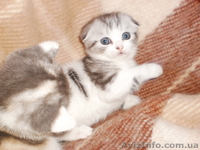 Продам вислоухих котят - <ro>Изображение</ro><ru>Изображение</ru> #1, <ru>Объявление</ru> #934888