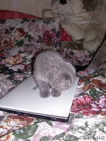 Продам вислоухою девочку! - <ro>Изображение</ro><ru>Изображение</ru> #4, <ru>Объявление</ru> #926439