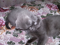 Продам вислоухою девочку! - <ro>Изображение</ro><ru>Изображение</ru> #5, <ru>Объявление</ru> #926439