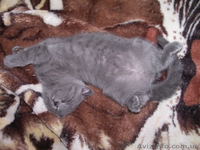 Продам вислоухою девочку! - <ro>Изображение</ro><ru>Изображение</ru> #3, <ru>Объявление</ru> #926439