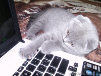 Вислоухого котенка - <ro>Изображение</ro><ru>Изображение</ru> #1, <ru>Объявление</ru> #925894