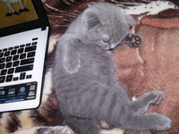 Вислоухого котенка - <ro>Изображение</ro><ru>Изображение</ru> #4, <ru>Объявление</ru> #925894