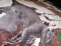 Вислоухого котенка - <ro>Изображение</ro><ru>Изображение</ru> #2, <ru>Объявление</ru> #925894