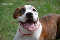 Щенки Девочки Стафики (FCI UKU)  - <ro>Изображение</ro><ru>Изображение</ru> #1, <ru>Объявление</ru> #798366