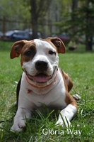 Высокоперспективный щенок Ам.Стаф.Терьера. - <ro>Изображение</ro><ru>Изображение</ru> #4, <ru>Объявление</ru> #277637