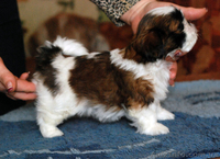 продаю щенка ши-тцу - <ro>Изображение</ro><ru>Изображение</ru> #3, <ru>Объявление</ru> #939707