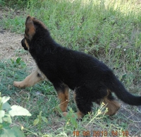 Продам качественного щенка немецкой овчарки  - <ro>Изображение</ro><ru>Изображение</ru> #3, <ru>Объявление</ru> #945884