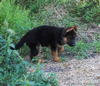 Продам качественного щенка немецкой овчарки  - <ro>Изображение</ro><ru>Изображение</ru> #2, <ru>Объявление</ru> #945884