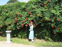 Кампсис, вьющееся с широкими листьями и большими красными соцветиями - <ro>Изображение</ro><ru>Изображение</ru> #4, <ru>Объявление</ru> #945795