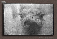 Гравировка по граниту - <ro>Изображение</ro><ru>Изображение</ru> #3, <ru>Объявление</ru> #943773