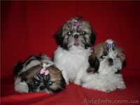 продаю щенка ши-тцу - <ro>Изображение</ro><ru>Изображение</ru> #2, <ru>Объявление</ru> #939707